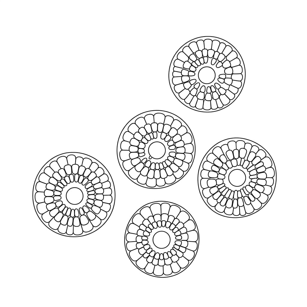 Top View of Sliced Corn drawing idea